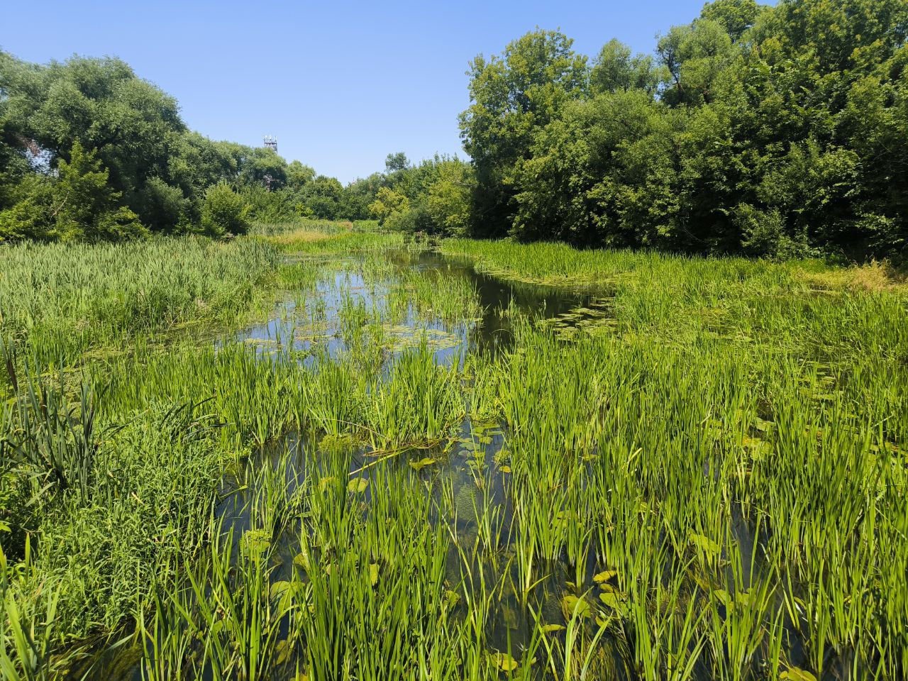 Озеро нечистот: жители Петровска продолжают жаловаться на загрязнение Медведицы